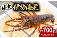 伊勢海老 特大 約700g 約700g×1尾 伊勢えび 伊勢エビ いせえび イセエビ 海老 えび エビ 海鮮 海産物 海の幸 おせち 高級 国産 海鮮 ギフト