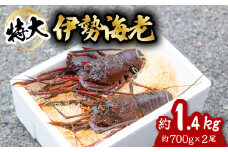 伊勢海老 特大 約1.4kg 約700g×2尾 伊勢えび 伊勢エビ いせえび イセエビ 海老 えび エビ 海鮮 海産物 海の幸 おせち 高級 国産 海鮮 ギフト