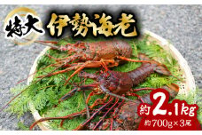 伊勢海老 特大 約2.1kg 約700g×3尾 伊勢えび 伊勢エビ いせえび イセエビ 海老 えび エビ 海鮮 海産物 海の幸 おせち 高級 国産 海鮮 ギフト