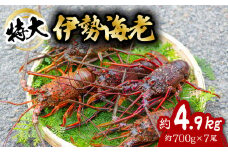 伊勢海老 特大 約4.9kg 約700g×7尾 伊勢えび 伊勢エビ いせえび イセエビ 海老 えび エビ 海鮮 海産物 海の幸 おせち 高級 国産 海鮮 ギフト