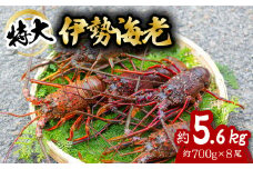 伊勢海老 特大 約5.6kg 約700g×8尾 伊勢えび 伊勢エビ いせえび イセエビ 海老 えび エビ 海鮮 海産物 海の幸 おせち 高級 国産 海鮮 ギフト