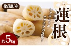 松茂町産　蓮根 5kg