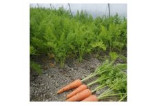 徳島県藍住町産　春にんじん　約5kg【1142299】