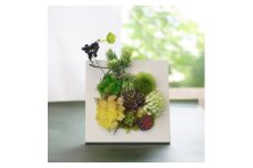 アーティフィシャルプランツ　多肉植物のフレームフェイクグリーン(卓上・壁掛両用)【1220983】