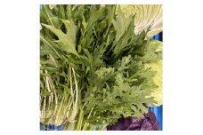 ＜発送月固定定期便＞藍愛ファーム　旬野菜セット全6回【4055553】