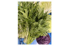 藍愛ファーム　旬野菜セット【1508571】