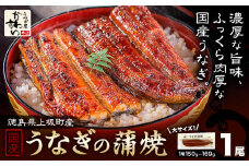 うなぎ屋かわすい 国産うなぎの蒲焼 1尾 (1尾150g-169g) 川口水産株式会社《30日以内に出荷予定(土日祝除く)》徳島県 上板町 鰻 うなぎ ウナギ 鰻の蒲焼き 蒲焼 蒲焼き 国産
