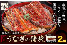 うなぎ屋かわすい 国産うなぎの蒲焼 計2尾 (1尾150g-169g) 川口水産株式会社《30日以内に出荷予定(土日祝除く)》徳島県 上板町 鰻 うなぎ ウナギ 鰻の蒲焼き 蒲焼 蒲焼き 国産