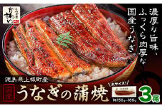 うなぎ屋かわすい 国産うなぎの蒲焼 計3尾 (1尾150g-169g) 川口水産株式会社《30日以内に出荷予定(土日祝除く)》徳島県 上板町 鰻 うなぎ ウナギ 鰻の蒲焼き 蒲焼 蒲焼き 国産