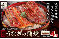 うなぎ屋かわすい 国産うなぎの蒲焼 計4尾 (1尾150g-169g) 川口水産株式会社《30日以内に出荷予定(土日祝除く)》徳島県 上板町 鰻 うなぎ ウナギ 鰻の蒲焼き 蒲焼 蒲焼き 国産
