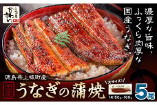 うなぎ屋かわすい 国産うなぎの蒲焼 計5尾 (1尾150g-169g) 川口水産株式会社《30日以内に出荷予定(土日祝除く)》徳島県 上板町 鰻 うなぎ ウナギ 鰻の蒲焼き 蒲焼 蒲焼き 国産