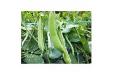 農家人が選んでお届けする「にし阿波の旬野菜詰合せ」　4～5品【1432165】