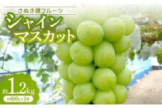 「シャインマスカット」約1.2kg＜2025年9月発送＞【1608476】