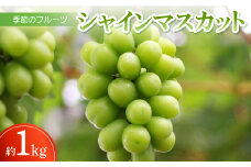 季節のフルーツ「シャインマスカット」約1kg(約250g×4パック入り)＜令和7年8～9月発送＞【1609806】