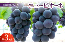 さぬき讃フルーツ「ニューピオーネ」約3kg ＜令和7年8～9月発送＞【1609809】