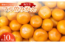季節のフルーツ「マル曽みかん(極早生)」約10kg＜令和7年9～10月発送＞【1609820】