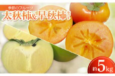 季節のフルーツ「太秋柿&早秋柿セット」計約5kg＜令和7年9～10月発送＞【1609821】