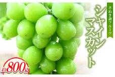 さぬき讃フルーツ「シャインマスカット」約800g ＜8～9月より順次発送＞【1611395】