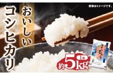 おいしいコシヒカリ約5kg