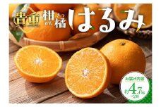 貴重柑橘　はるみ　約4.7kg×2箱【2026年2月上旬～2026年3月中旬配送】