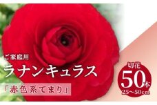 ご家庭用 ラナンキュラス「赤色系てまり」切花50本(長さ25～50cm)【2025年1月中旬～2025年3月下旬配送】