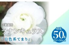 ご家庭用 ラナンキュラス「白色系てまり」切花50本(長さ25～50cm)【2025年1月中旬～2025年4月上旬配送】