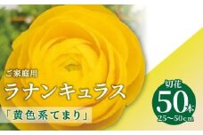 ご家庭用 ラナンキュラス「黄色系てまり」切花50本(長さ25～50cm)【2025-1月中旬～2025-4月上旬配送】