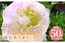 ご家庭用 ラナンキュラス「桃色系てまり」切花 切花50本(長さ25～50cm)【2025-1月中旬～2025-4月上旬配送】