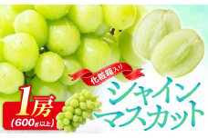 シャインマスカット 化粧箱 1房 ( 600g以上 ) 【2024-8月下旬～2024-9月下旬配送】