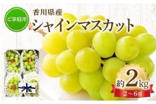 ご家庭用シャインマスカット 約 2kg ぶどう 【2024-8月下旬～2024-9月下旬配送】