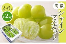 高級 シャインマスカット 約2kg 【2024-8月中旬～2024-9月下旬配送】