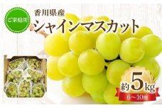 ご家庭用 シャインマスカット 約5kg 【2024-8月下旬～2024-9月下旬配送】