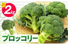 ブロッコリー 約2kg【2024-11月中旬～2025-5月下旬配送】