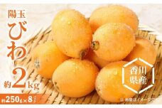 陽玉びわ 約2kg (約250g×8パック)【2025-5月上旬～2025-6月中旬配送】