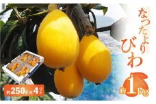 なつたよりびわ　約1kg (約250g×4パック)【2025-5月中旬～2025-6月中旬配送】