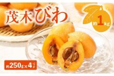 茂木びわ 約1kg (約250g×4パック)【2025-5月中旬～2025-6月中旬配送】