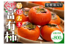 厳選大玉 完熟 富有柿 化粧箱 約800g【2024-10月下旬～2024-12月中旬配送】