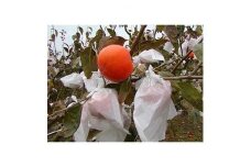 訳あり ご家庭用　完熟富有柿　約7kg【2024-10月下旬～2024-12月中旬配送】