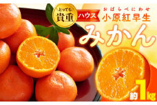 とっても貴重　ハウス小原紅早生みかん　約1kg【2025-6月中旬～2025-8月上旬配送】