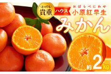 とっても貴重　ハウス小原紅早生みかん　約2kg【2025-6月中旬～2025-8月上旬配送】