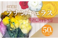 ご家庭用 ラナンキュラス品種ミックス 50本(長さ25～50cm)【2025-1月中旬～2025-3月下旬配送】