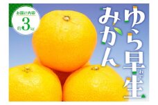 ゆら 早生 みかん 約3kg【2025-9月下旬～2025-11月上旬配送】