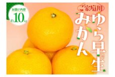 ご家庭用 ゆら早生 みかん 約10kg【2025-9月下旬～2025-11月上旬配送】