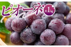 ピオーネ 約 1kg ぶどう 【2025-7月中旬～2025-9月下旬配送】