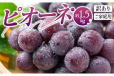 訳あり ご家庭用 ピオーネ 約1.5kg【2025-8月中旬～2025-9月下旬配送】