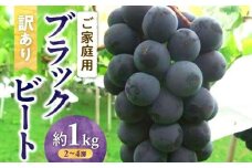 訳あり ご家庭用 ブラックビート 約1kg【2025-8月中旬～2025-9月下旬配送】