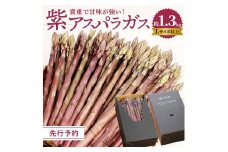 貴重で甘みが強い ! 紫 アスパラガス ( Lサイズ 以上 ) 約1.3kg【2024-6月上旬～2024-10月中旬配送】