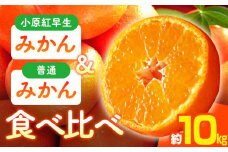 小原紅早生みかん・普通みかん　食べ比べ　約10kg【2025-11月中旬～2026-1月中旬配送】