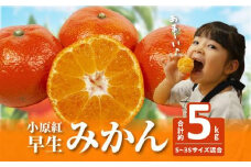 【訳あり】ご家庭用　小原紅早生みかん(サイズおまかせ)約5kg【2025年11月中旬～2026年1月中旬配送】