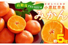 高糖度　プレミアム小原紅早生みかん　約5kg【2025-11月中旬～2026-1月中旬配送】